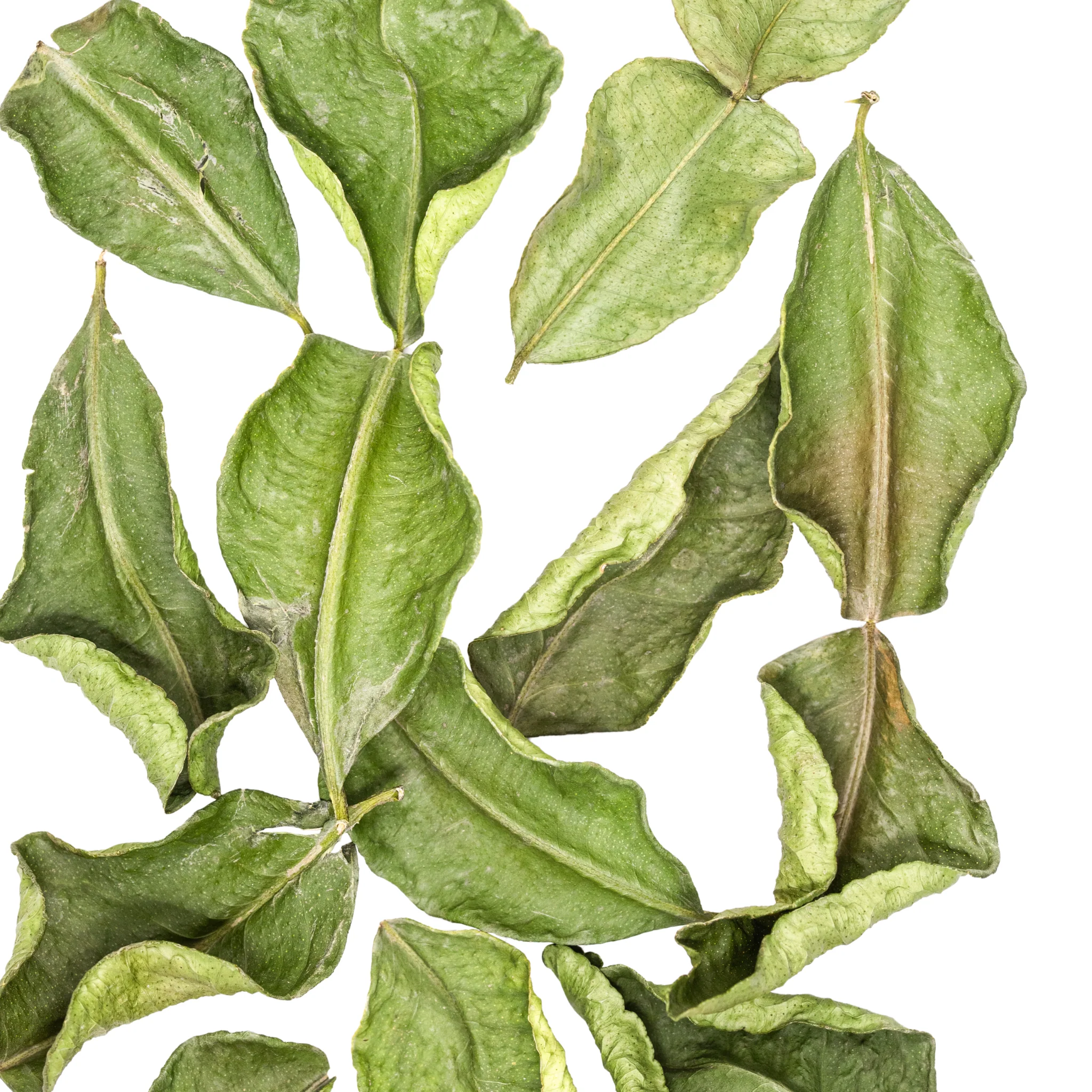 Makrut Lime Leaves - Image 2