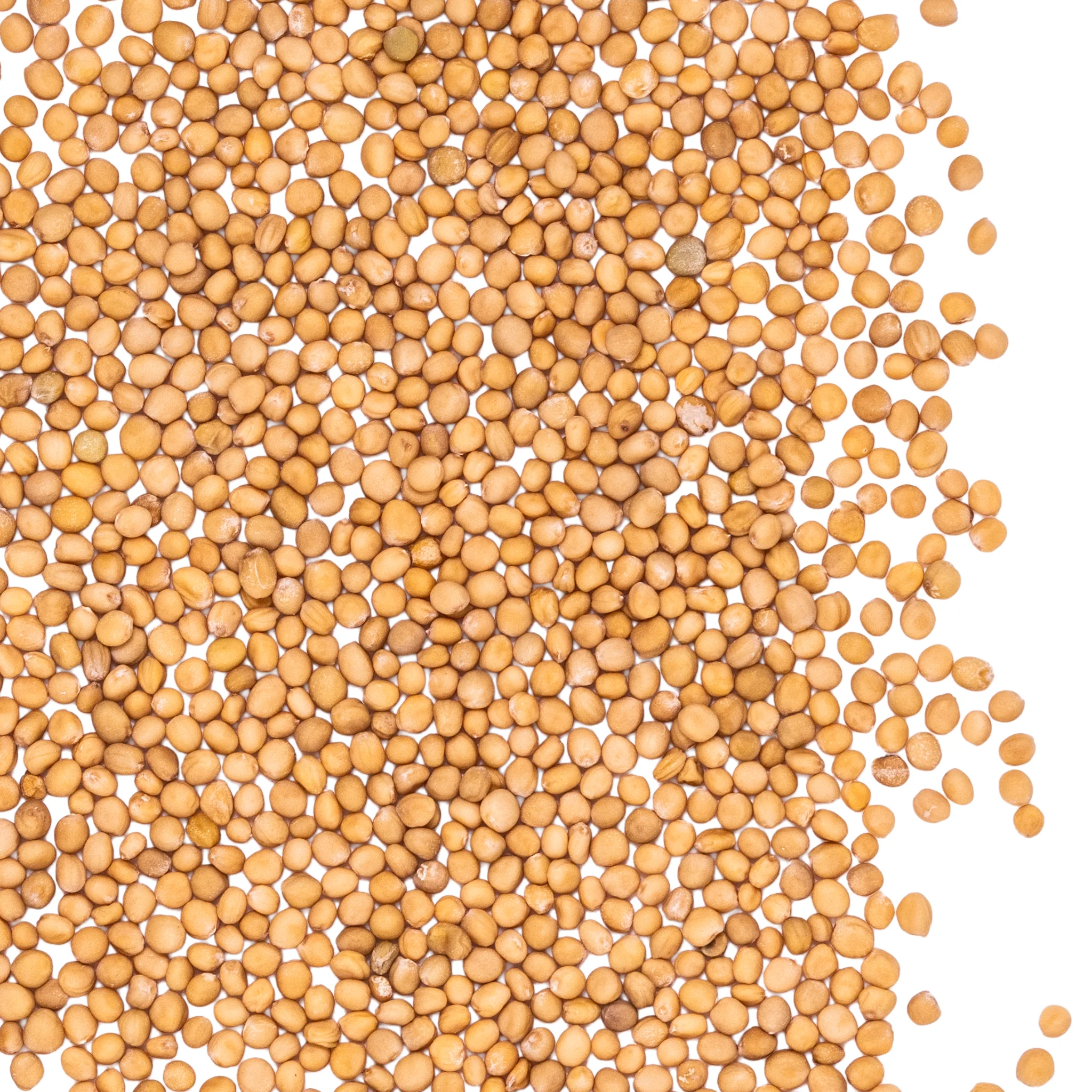 Mustard - Image 2