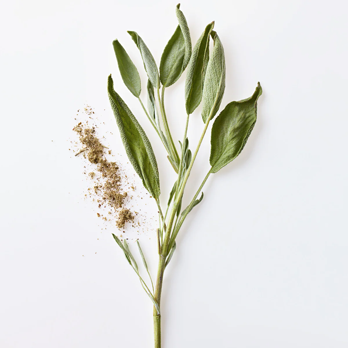 Sage - Image 3